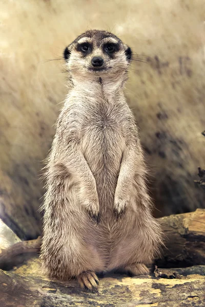 Meerkat (Suricata suricatta) debout en regardant la caméra — Photo