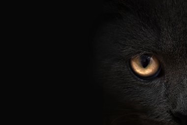 karanlık namlu kedi yakın çekim. Önden Görünüm