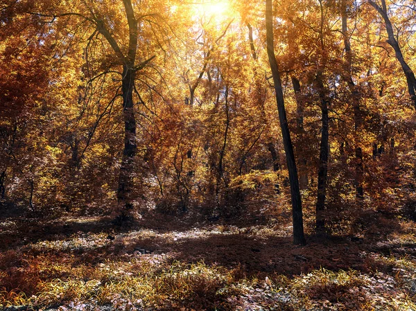 Pequeño claro en el bosque autum iluminado por el sol — Foto de Stock