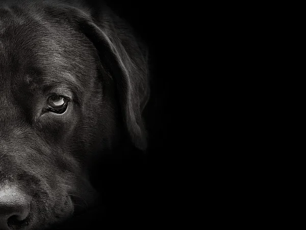 Ciemny pysk labrador pies zbliżenie. widok z przodu — Zdjęcie stockowe