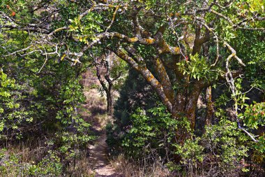 Ormanda güneş tarafından aydınlatılmış yolu