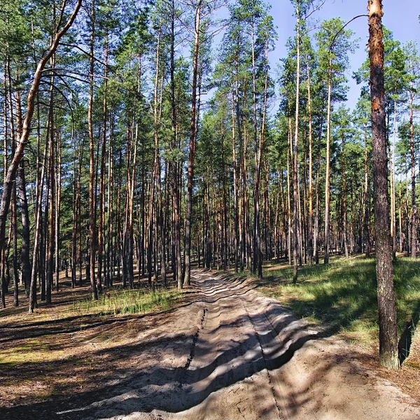 Venkovské silnici v borovém lese — Stock fotografie
