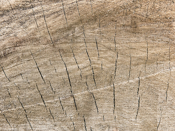 stump texture closeup as background