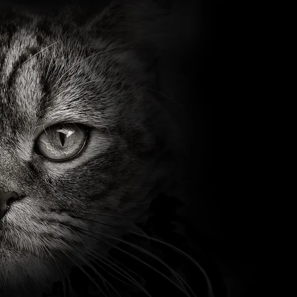 Dark muzzle cat close-up. front view — Stock Photo, Image