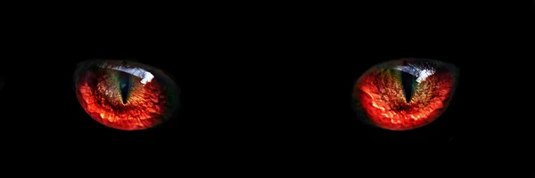 Kızıl canavar gece gözler portre