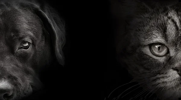 Donkere snuit labrador hond en kat Schotse close-up. Vooraanzicht Stockafbeelding