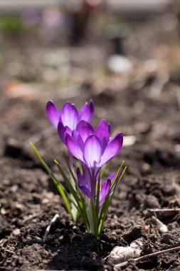 İlkbahar Crocus çiçekleri Edward 's Gardens Toronto Ontario