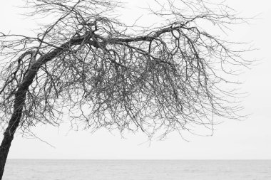 Ontario Gölü 'nün siyah beyaz manzarası ve bulutlu bir günde ağaç.