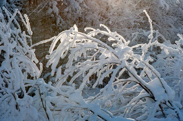 Träd grenar täckta med snö — Stockfoto