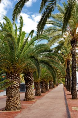 Barcelona'da avuç sokak yürüyüş