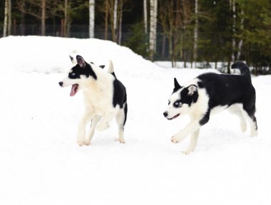 Husky kışın çalışan