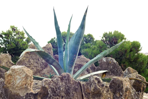 Aloe vera in a park — Stock Photo, Image