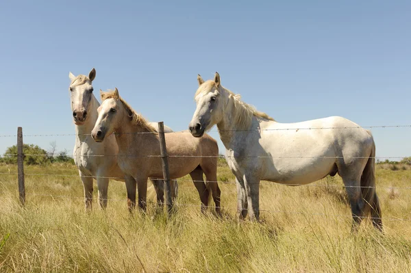 Schimmel, Camargue, Frankreich — Stockfoto