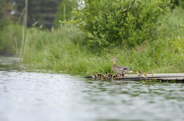 Ducks on a raft in the pond — Stock Photo, Image