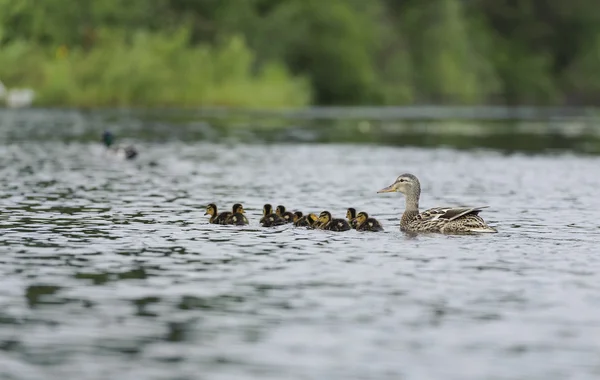 Ducks swimming in the pond — Stock Photo, Image