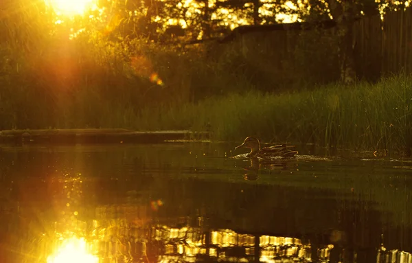 Eend zwemmen in de vijver — Stockfoto