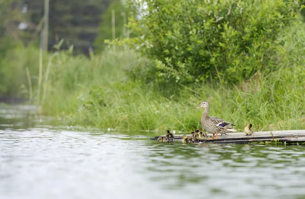 Ducks on a raft in the pond — Stock Photo, Image