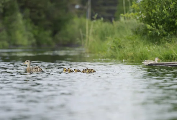 Ducks swimming in the pond — Stock Photo, Image