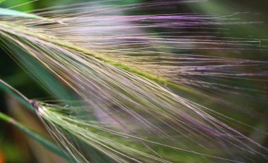 Renkli çimen portre