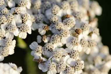 Milfoil beyaz çiçek yakın çekim