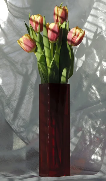 Bouquet of tulips in vase — Stock Photo, Image
