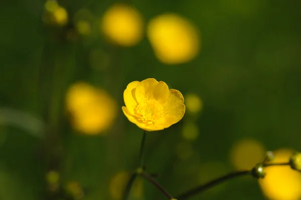 Buttercup fleur gros plan — Photo