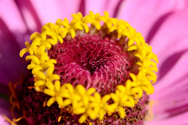 분홍빛 꽃봉오리 — 스톡 사진