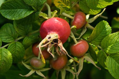 Yabani gül çiçek ve meyve