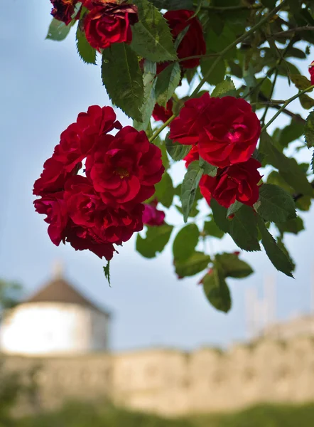 Arka plan üzerinde kale ile çiçek — Stok fotoğraf