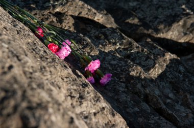 Taşlar üzerinde pembe karanfil