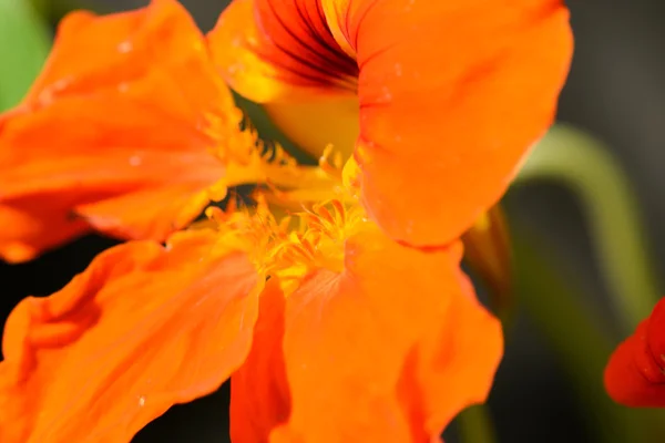 Lírio laranja close-up — Fotografia de Stock