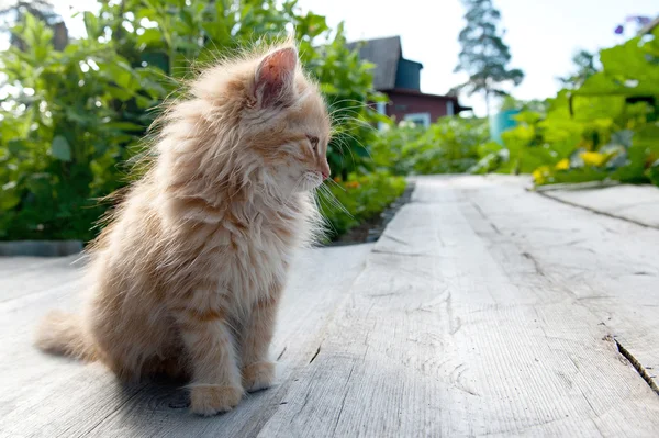 Красный котенок играет на открытом воздухе — стоковое фото