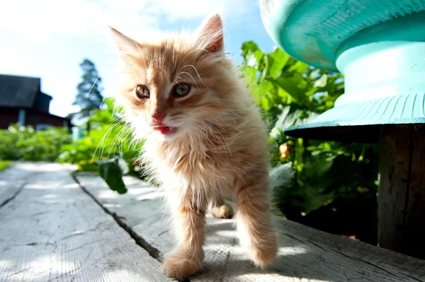 Красный котенок играет на открытом воздухе — стоковое фото