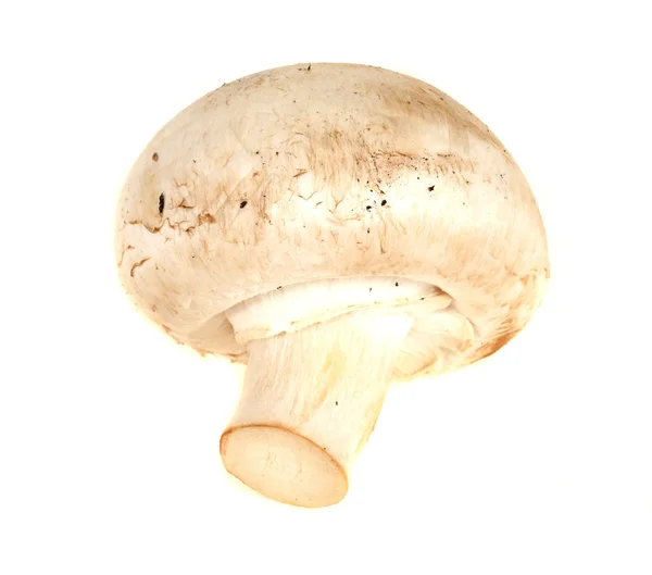 Champignons blancs isolés sur fond blanc — Photo