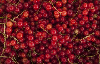 Arka plan: Çilek kırmızı kuş üzümü