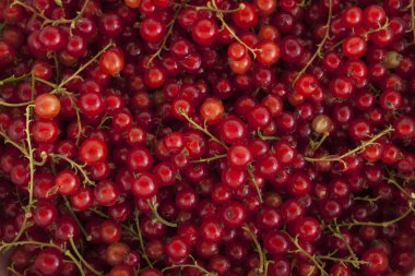 Arka plan: Olgun Kiraz