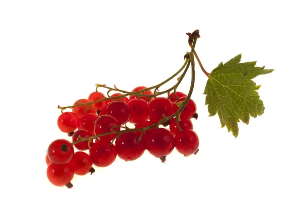 Groseilles rouges aux baies, isolées sur fond blanc — Photo