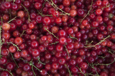 Arka plan: Çilek kırmızı kuş üzümü