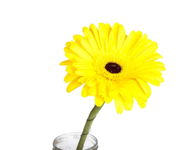 Yellow gerbera on a white background — Stock Photo, Image