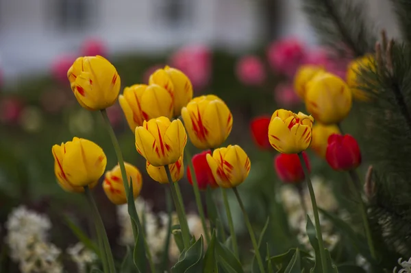 Tulipany na kwietnik — Zdjęcie stockowe