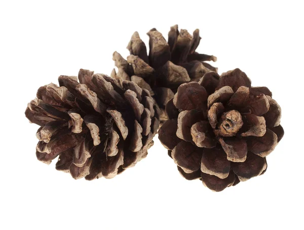 Hree fir cones on a white background — Stock Photo, Image