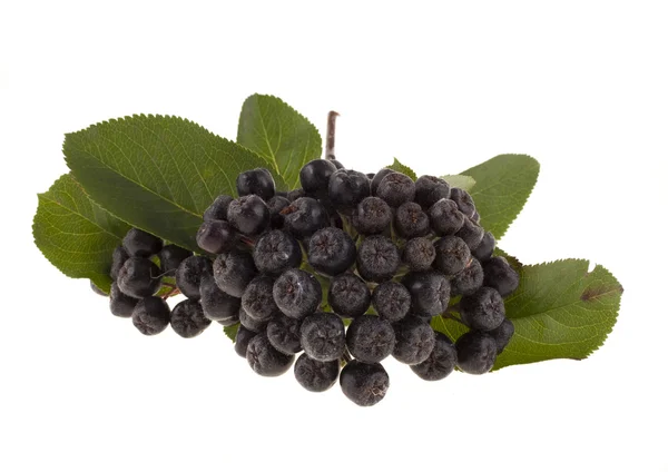 Chokeberry on a white background — Stock Photo, Image