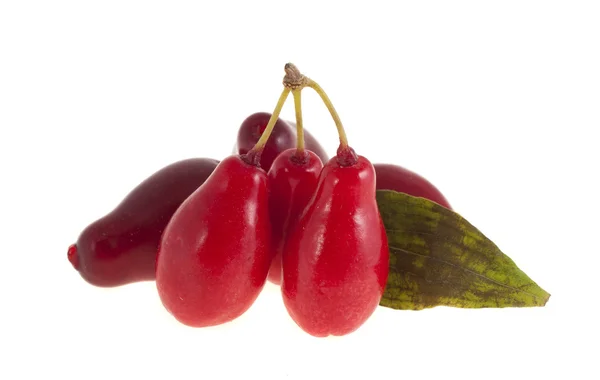 Bacche di corniolo con foglia verde su sfondo bianco — Foto Stock