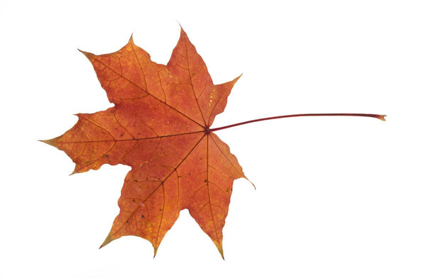 Autumn maple leaf on a white background