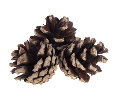 Beyaz arkaplanda üç köknar konisi