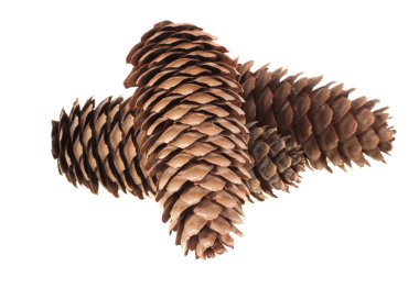 Beyaz arkaplanda üç köknar konisi