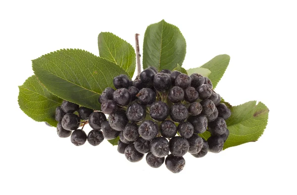 Chokeberry em um fundo branco — Fotografia de Stock