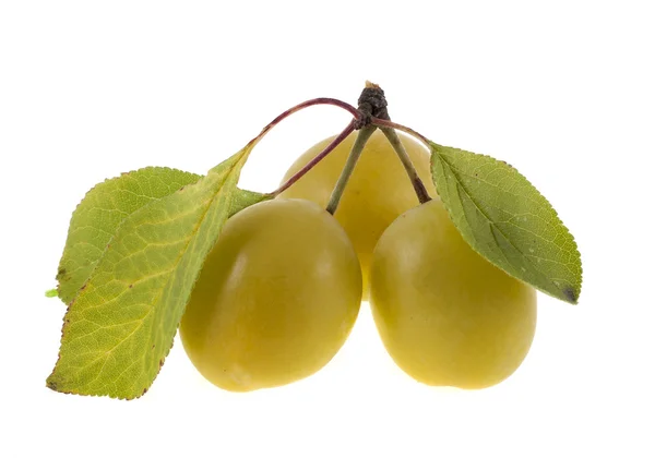 Tres ciruelas amarillas con hojas verdes sobre un fondo blanco —  Fotos de Stock