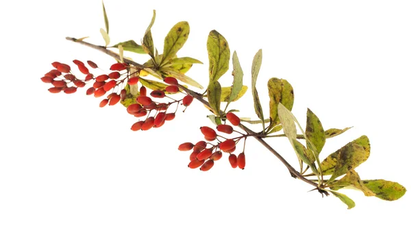 Sprig of barberry on a white background — Stock Photo, Image