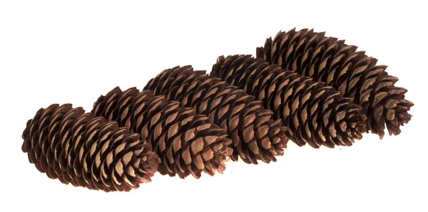 Fir cones lying in a row on a white background — Stock Photo, Image